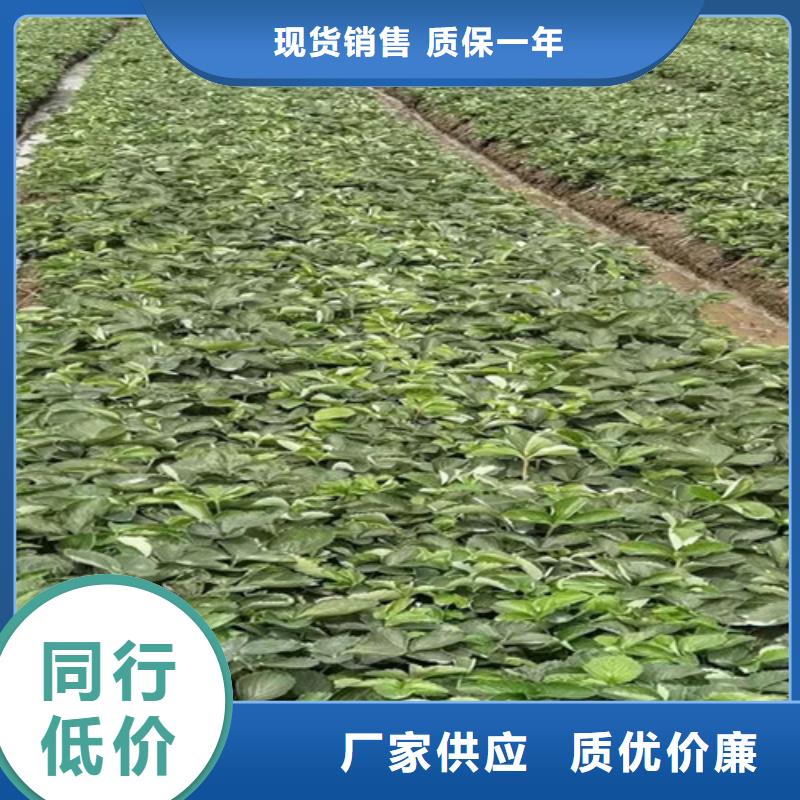 草莓苗软枣猕猴桃苗原厂制造