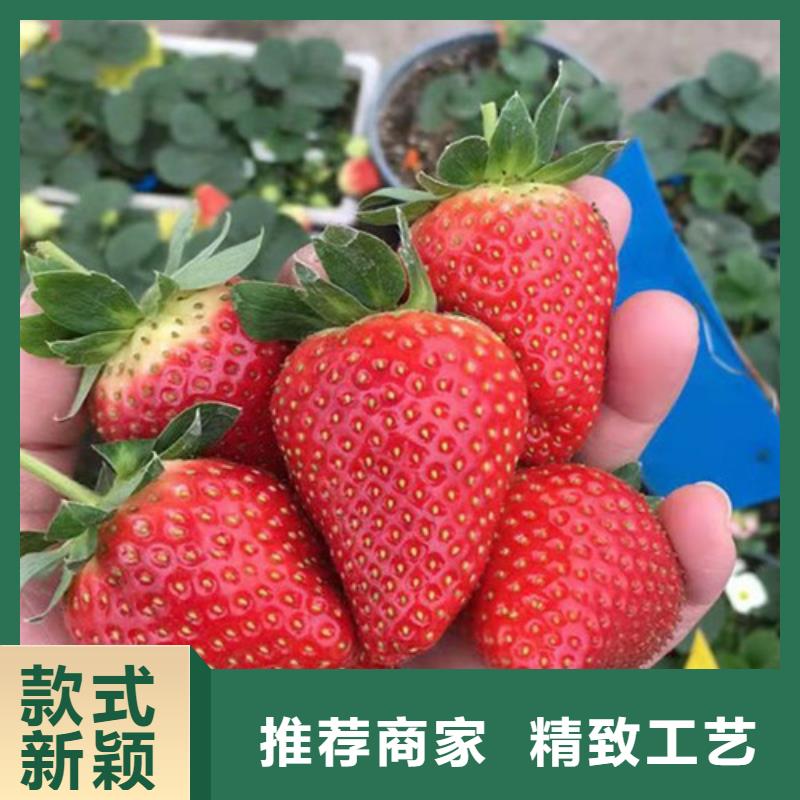 圣安德瑞斯草莓苗