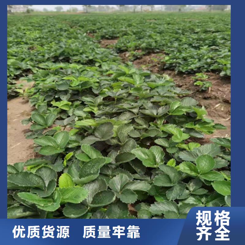 草莓苗花椒苗产品细节
