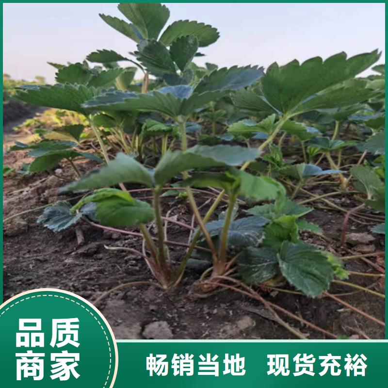 草莓苗软枣猕猴桃苗货源足质量好