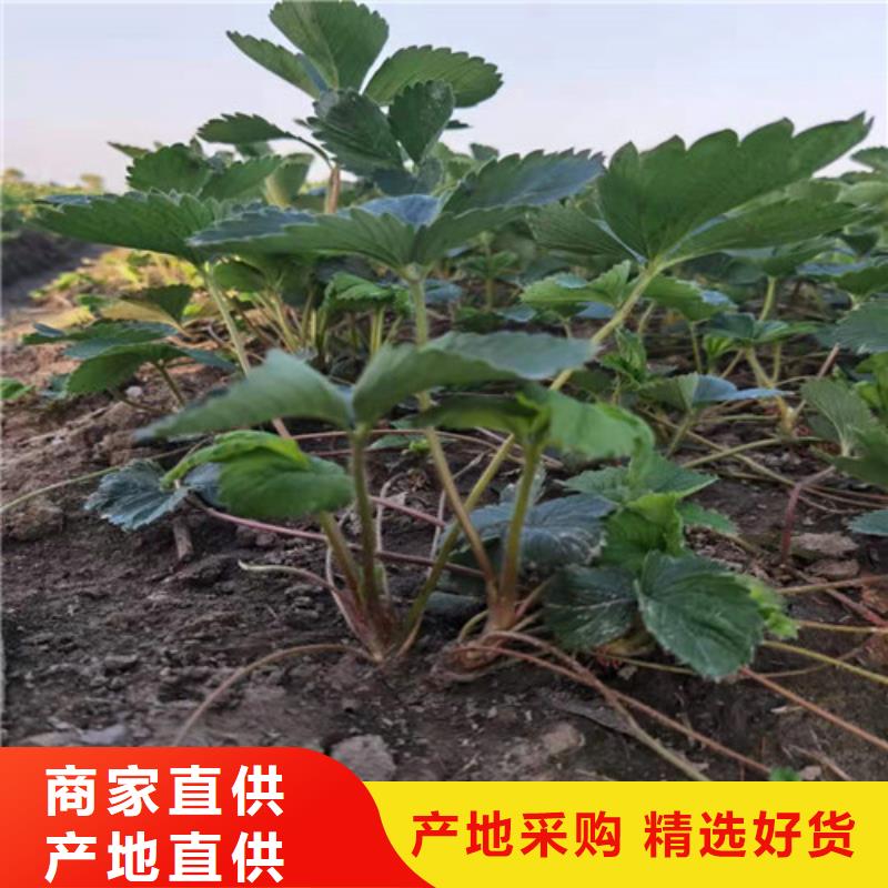 草莓苗杏苗规格齐全实力厂家
