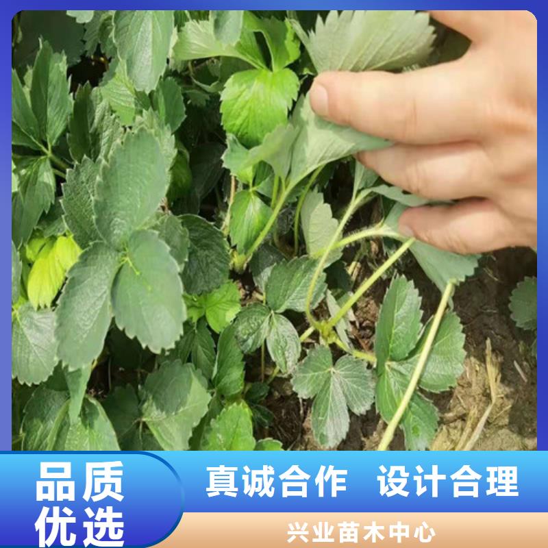 艳丽草莓苗成活率高