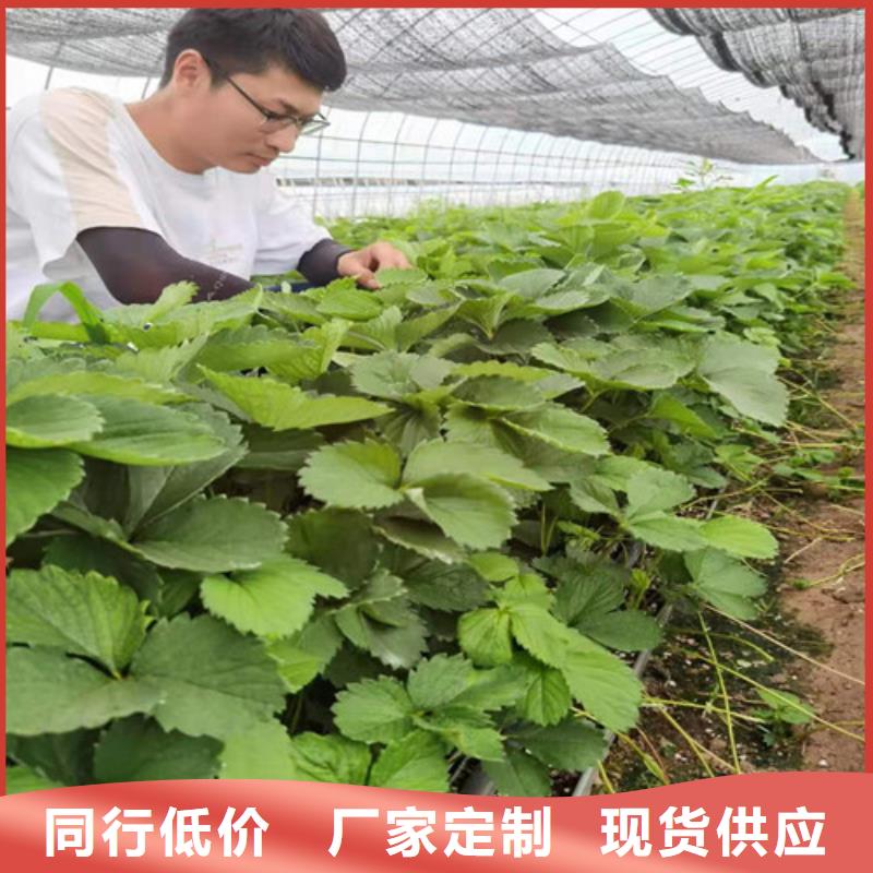草莓苗软枣猕猴桃苗货源足质量好