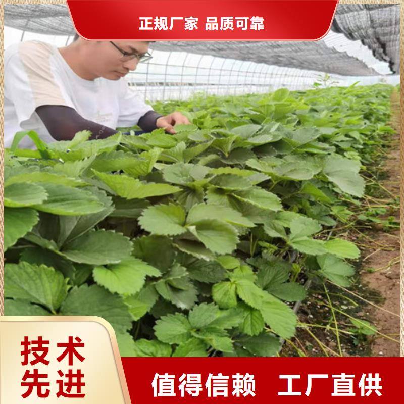 草莓苗,苹果苗支持货到付清