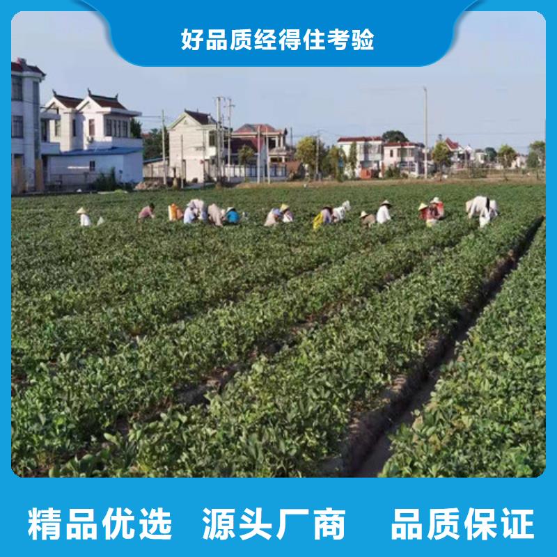 草莓苗大棚草莓苗实力见证