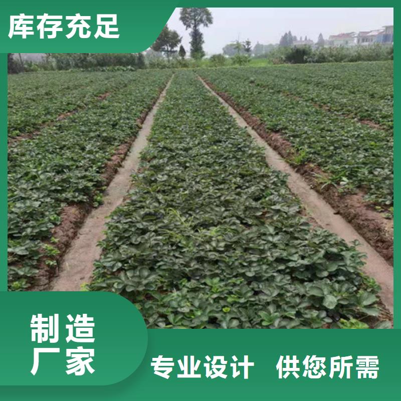 草莓苗软枣猕猴桃苗货源足质量好
