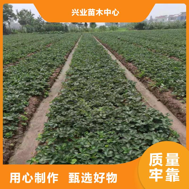草莓苗,苹果苗支持货到付清