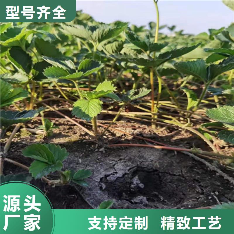 草莓苗薄壳板栗苗精工打造
