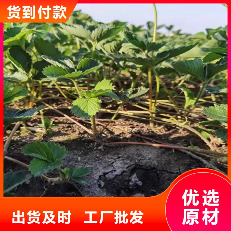 草莓苗大棚草莓苗实力见证