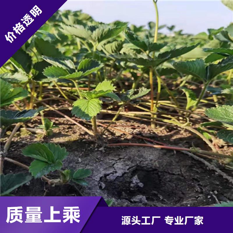 草莓苗软枣猕猴桃苗货源足质量好