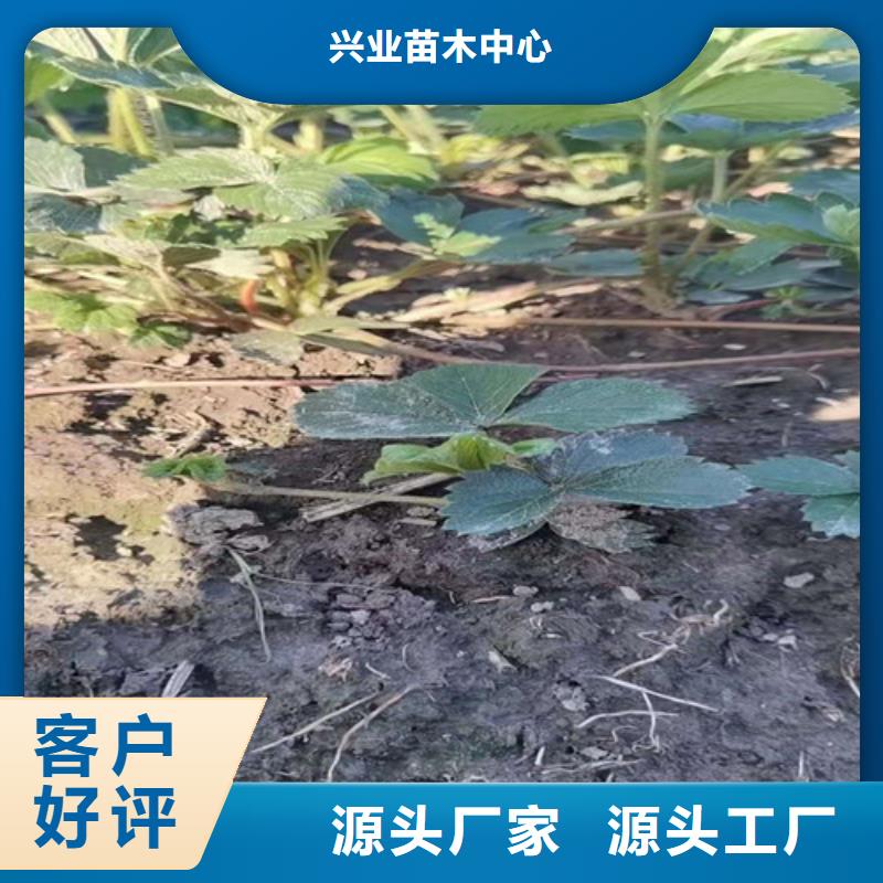 草莓苗大棚草莓苗实力见证
