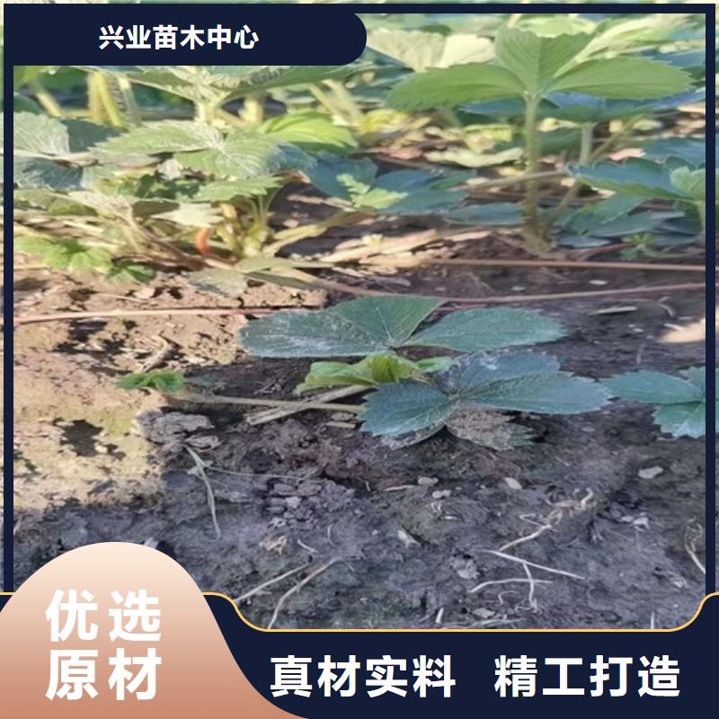 草莓苗杏苗规格齐全实力厂家