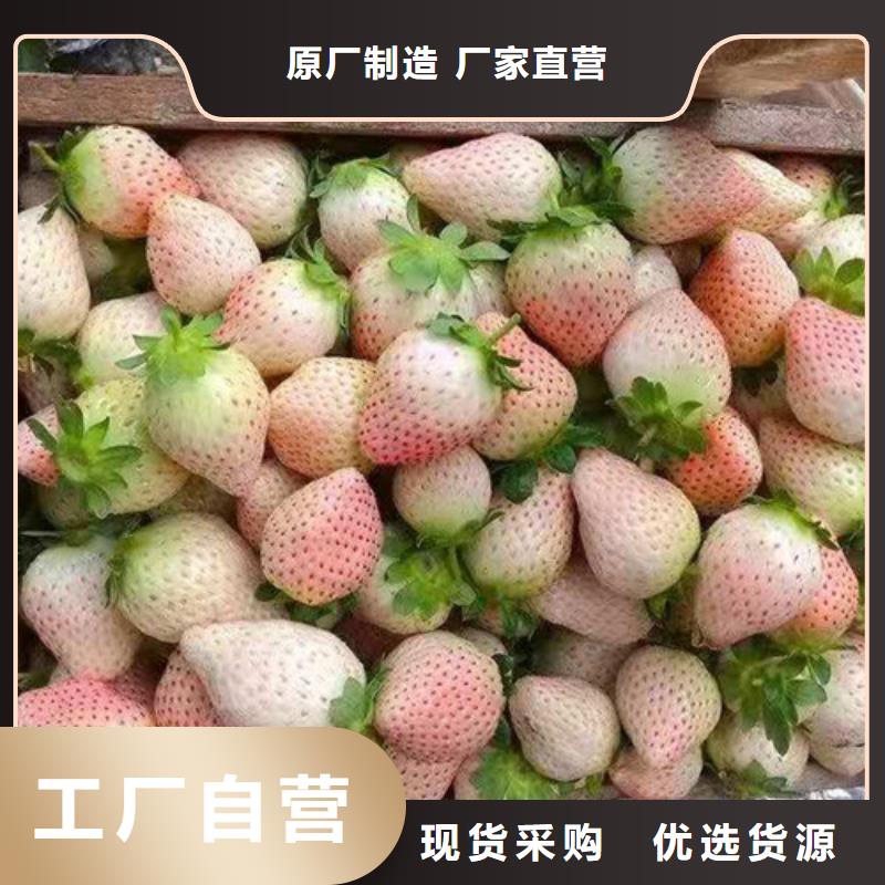 草莓苗软枣猕猴桃苗原厂制造