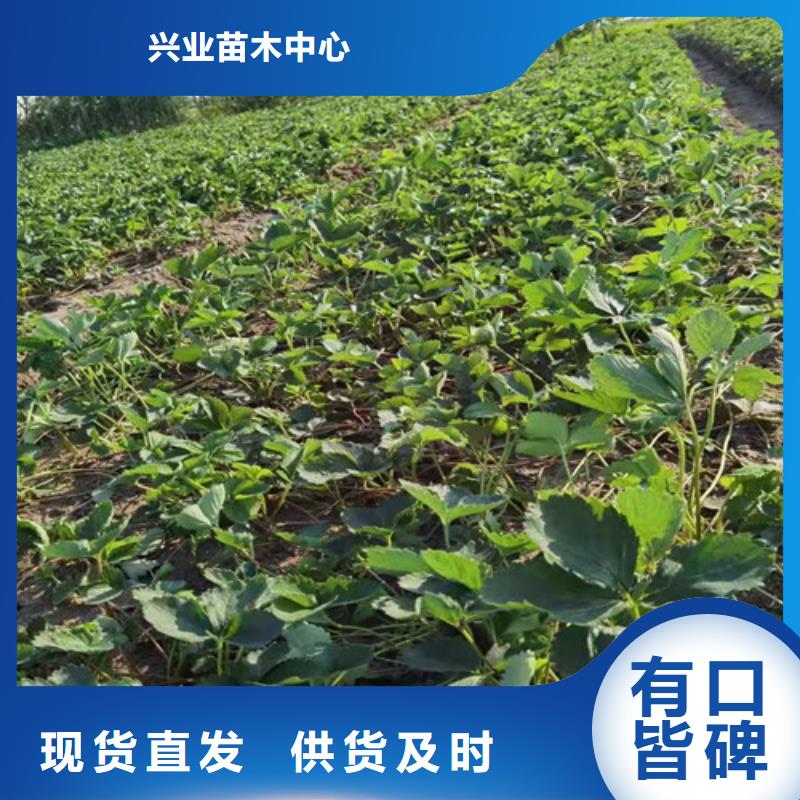 草莓苗软枣猕猴桃苗货源足质量好