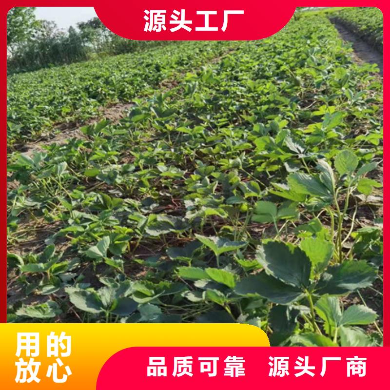 草莓苗杏苗规格齐全实力厂家