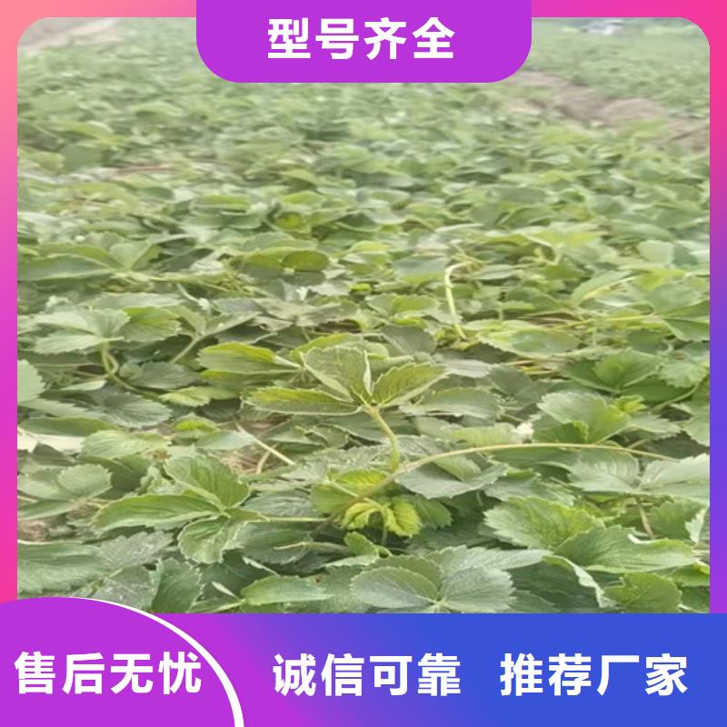 草莓苗杏苗规格齐全实力厂家