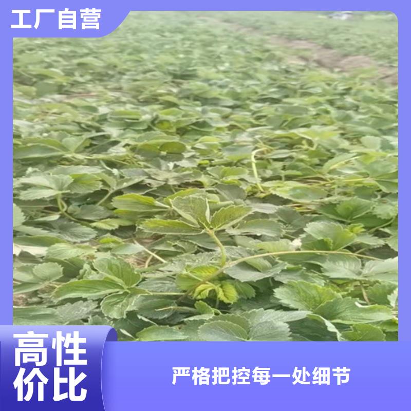 草莓苗软枣猕猴桃苗货源足质量好