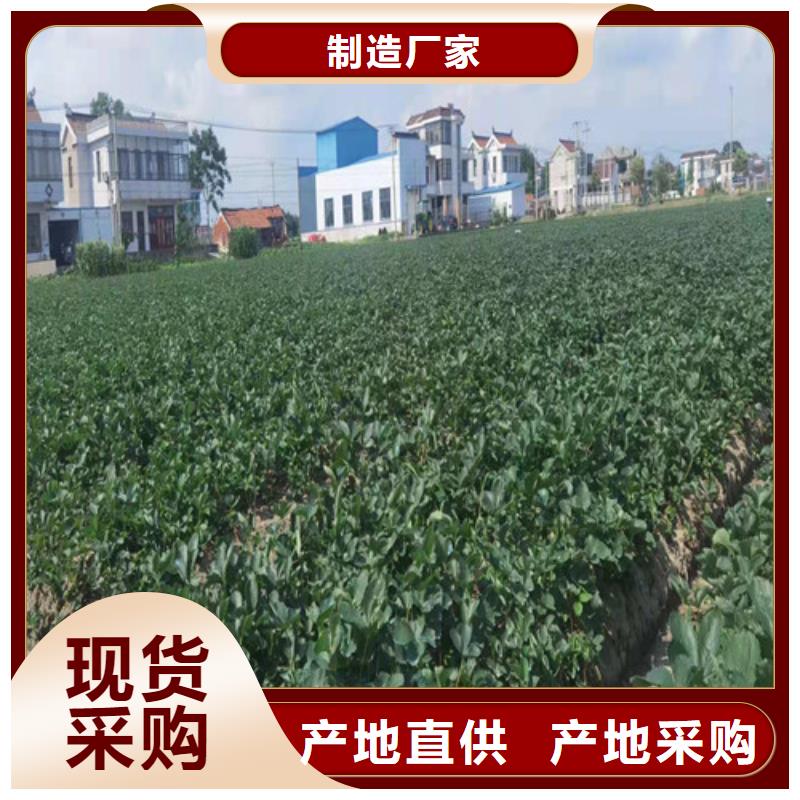 草莓苗软枣猕猴桃苗货源足质量好