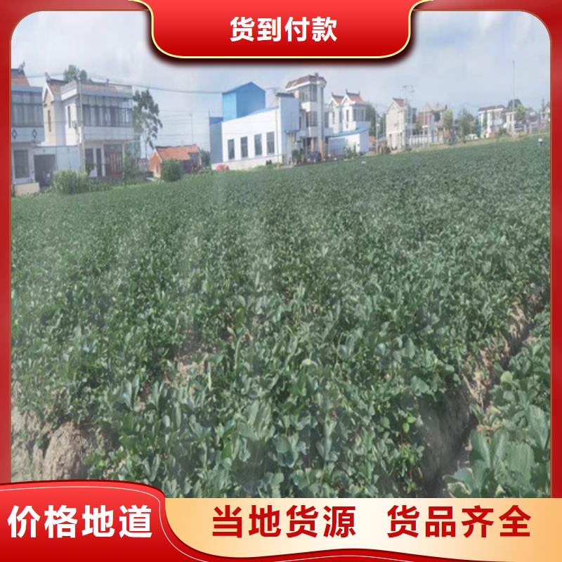 草莓苗软枣猕猴桃苗货源足质量好