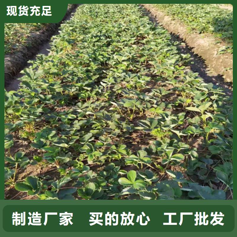 草莓苗软枣猕猴桃苗货源足质量好