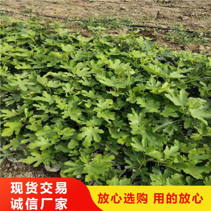 无花果大棚草莓苗好品质用的放心