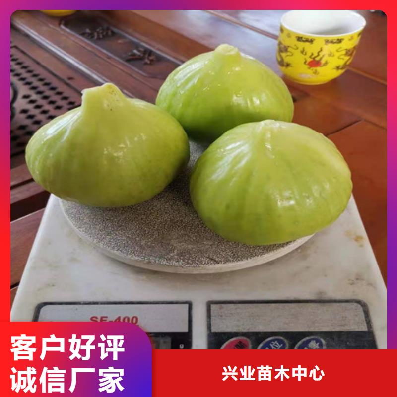 无花果大棚草莓苗好品质用的放心