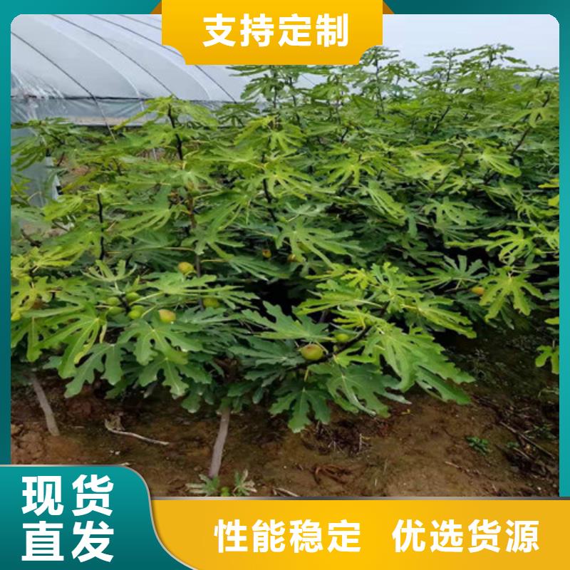 无花果冬枣苗定制零售批发