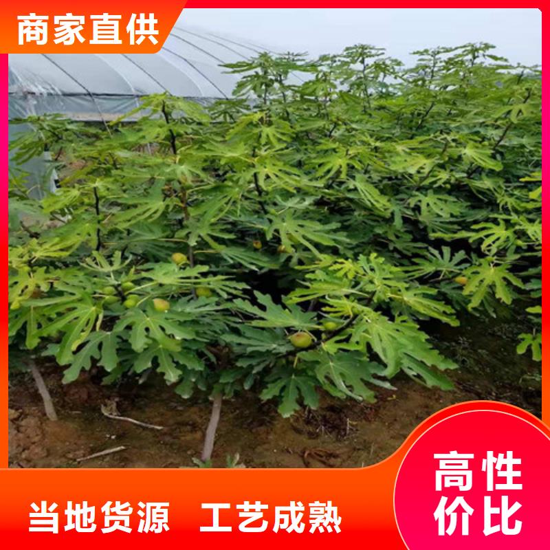 无花果樱桃苗货品齐全