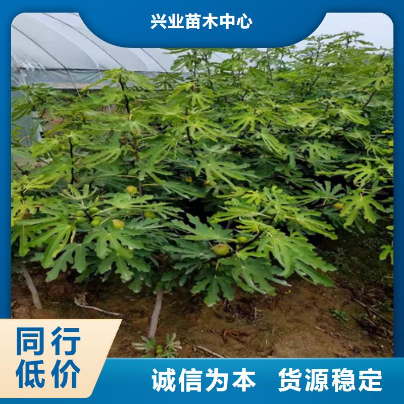 无花果大棚草莓苗好品质用的放心