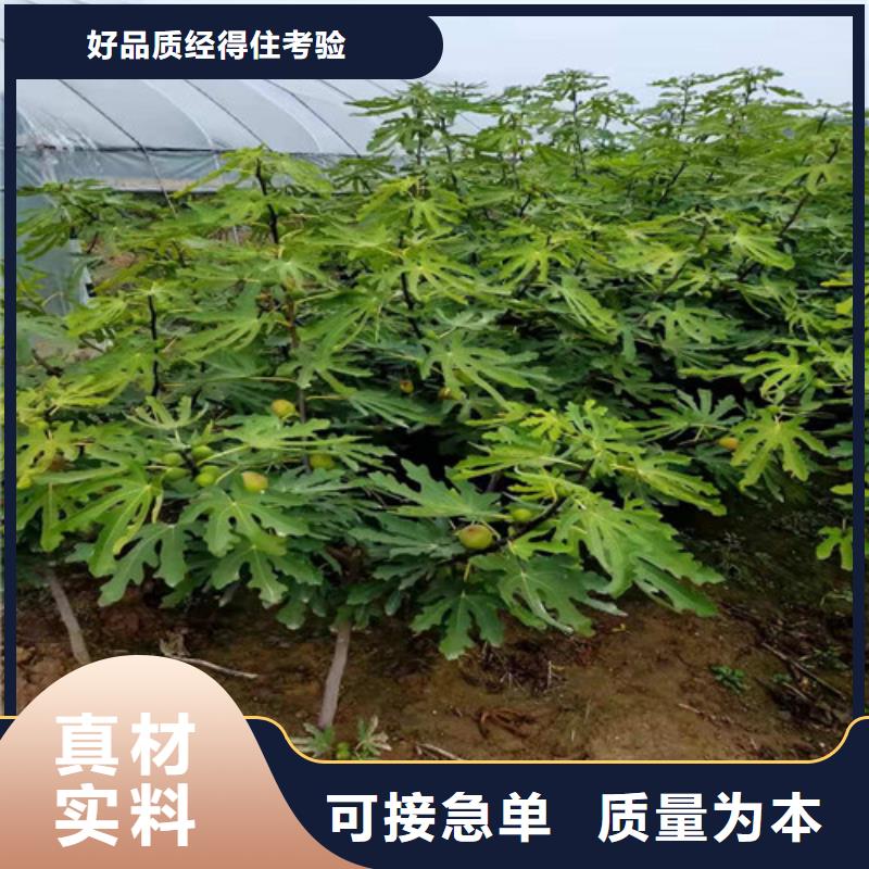 无花果樱桃苗性能稳定