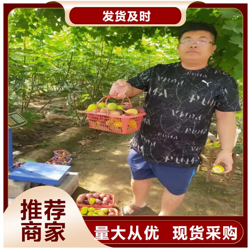 无花果樱桃苗货品齐全