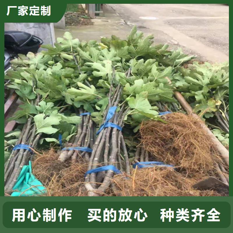无花果冬枣苗定制零售批发