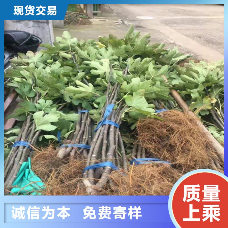 无花果大棚草莓苗可接急单