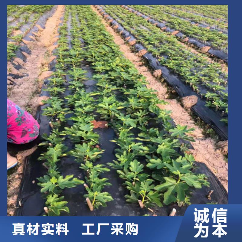 无花果大棚草莓苗可接急单