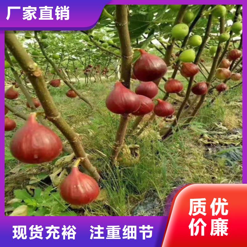 无花果大棚草莓苗可接急单