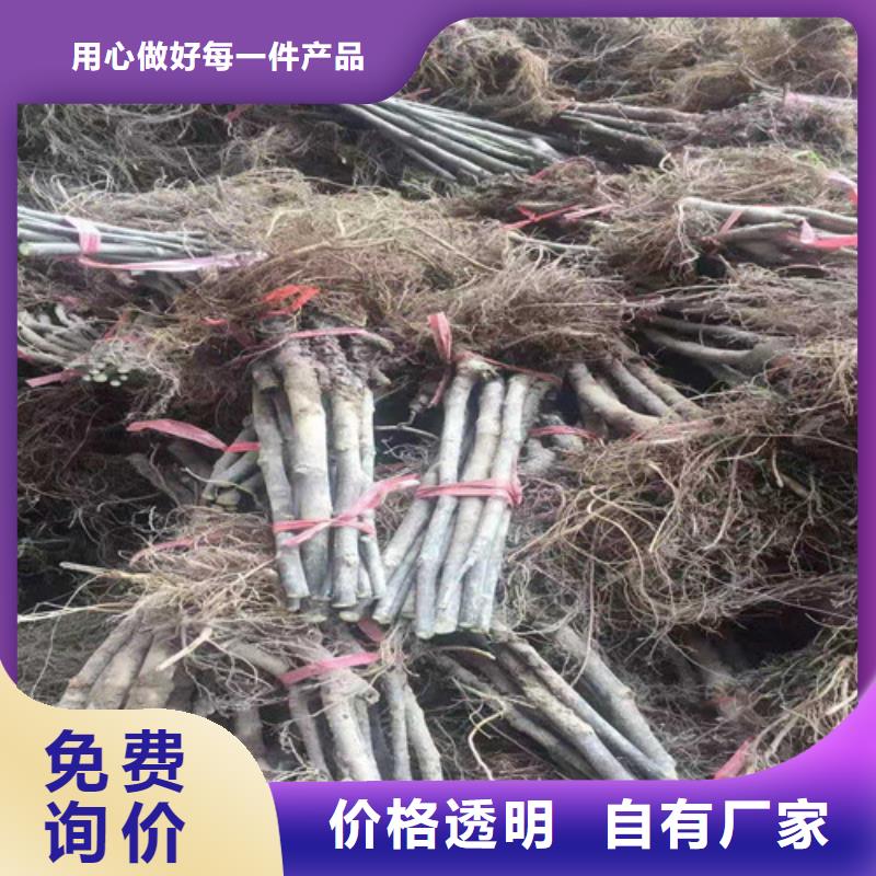 无花果冬枣苗定制零售批发