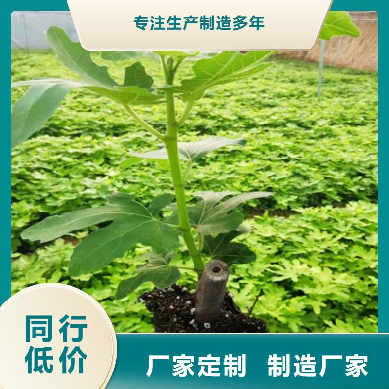 无花果冬枣苗定制零售批发