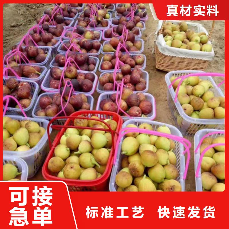 无花果冬枣苗定制零售批发