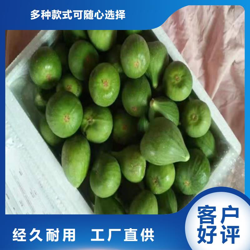 无花果冬枣苗定制零售批发