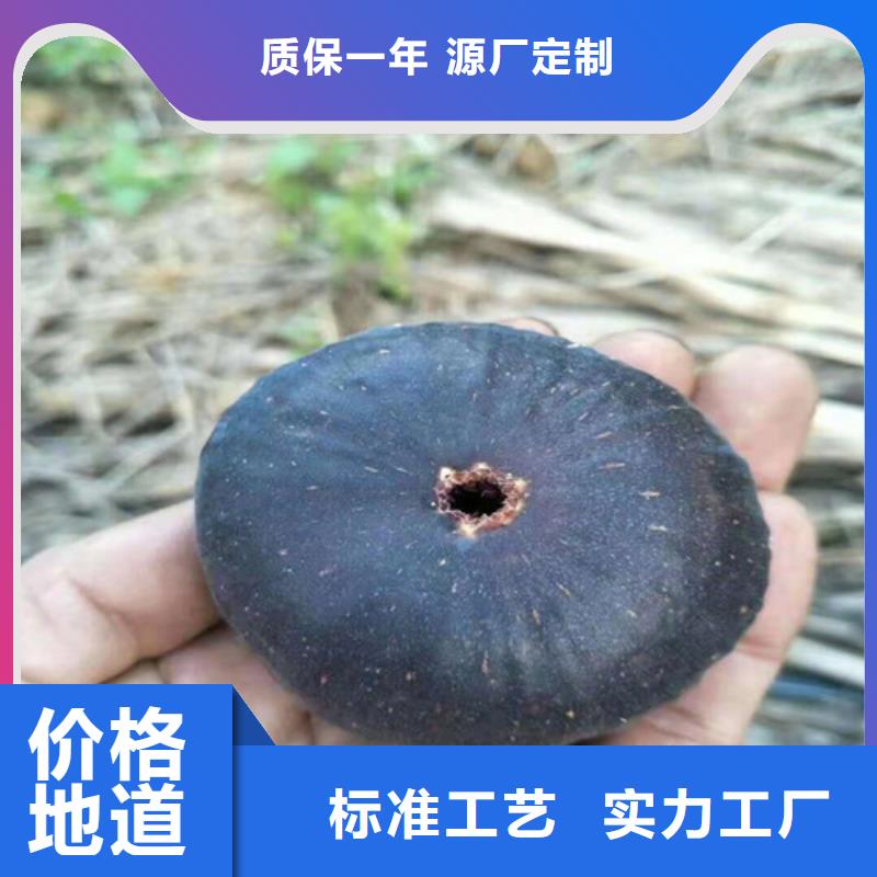 无花果冬枣苗定制零售批发