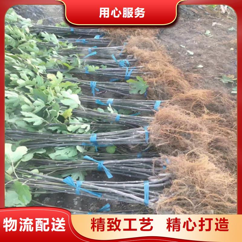 无花果冬枣苗定制零售批发