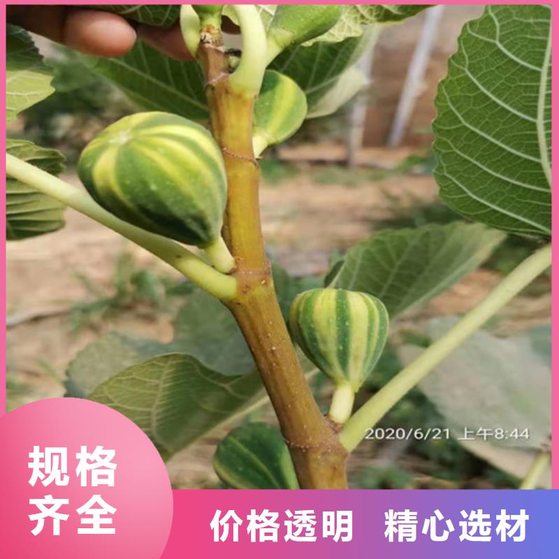 无花果冬枣苗定制零售批发