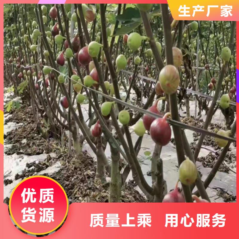 无花果冬枣苗定制零售批发