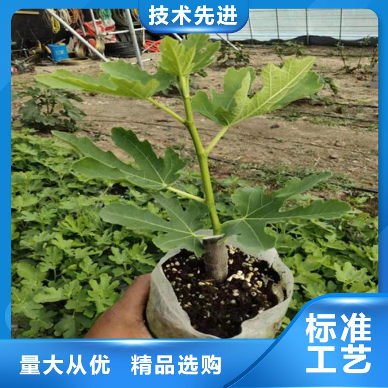 无花果大棚草莓苗可接急单
