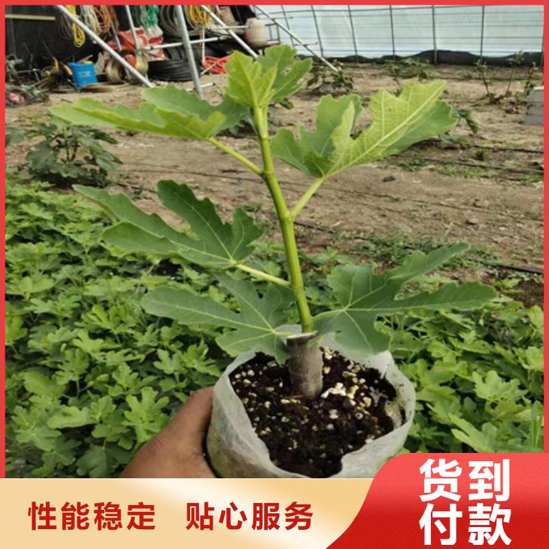 无花果冬枣苗定制零售批发