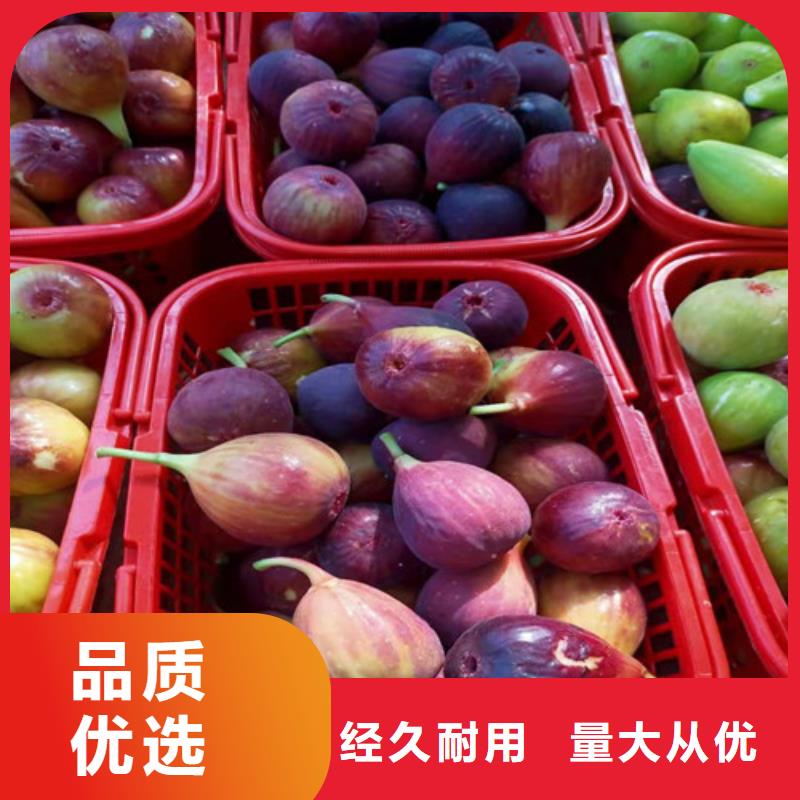 无花果冬枣苗定制零售批发