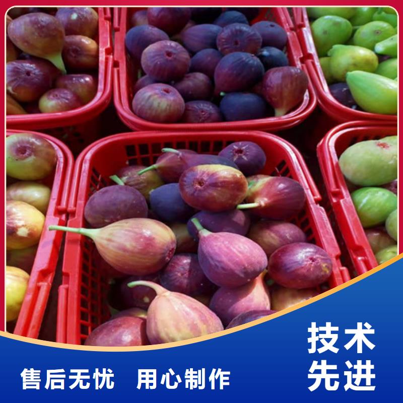 无花果樱桃苗性能稳定