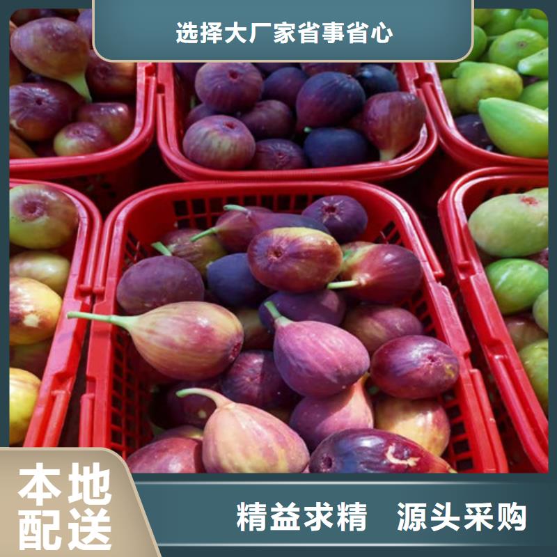 无花果冬枣苗定制零售批发