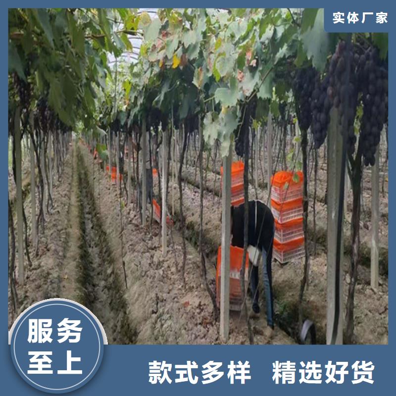 葡萄樱桃树苗实力公司