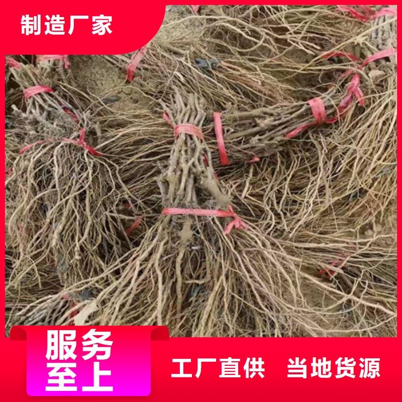葡萄樱桃树苗实力公司